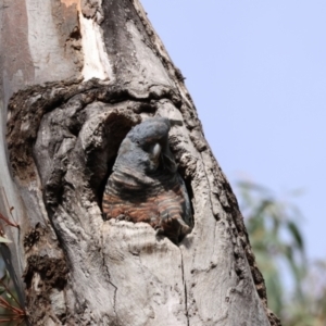 Callocephalon fimbriatum at Aranda, ACT - suppressed