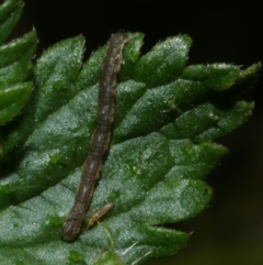 Geometridae (family) IMMATURE (Unidentified IMMATURE Geometer moths) at Freshwater Creek, VIC - 21 Jan 2022 by WendyEM