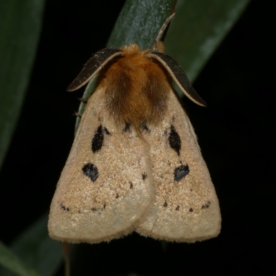 Anthela ocellata (Eyespot Anthelid moth) at Freshwater Creek, VIC - 31 Jan 2022 by WendyEM