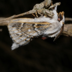 Porela delineata (Lined Porela) at Freshwater Creek, VIC - 31 Jan 2022 by WendyEM