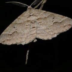 Syneora fractata (Ennominae) at Freshwater Creek, VIC - 31 Jan 2022 by WendyEM