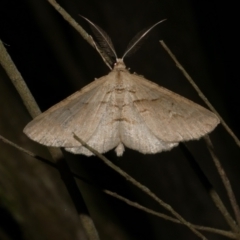 Syneora fractata (Ennominae) at Freshwater Creek, VIC - 31 Jan 2022 by WendyEM