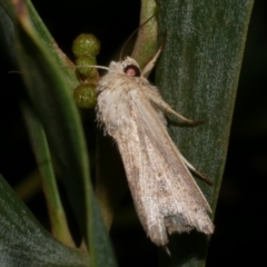 Leucania uda (A Noctuid moth) at Freshwater Creek, VIC - 31 Jan 2022 by WendyEM