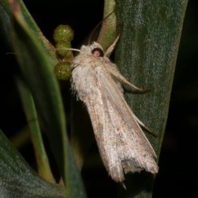 Leucania uda (A Noctuid moth) at Freshwater Creek, VIC - 31 Jan 2022 by WendyEM