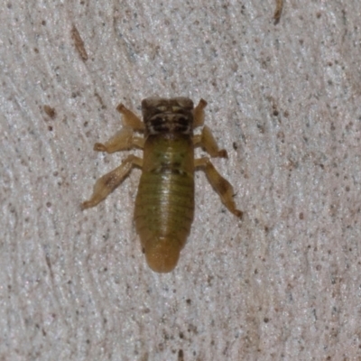 Cicadellidae (family) at Holt, ACT - 22 Aug 2024 by AlisonMilton