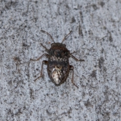 Unverified True bug (Hemiptera, Heteroptera) at Holt, ACT - 22 Aug 2024 by AlisonMilton