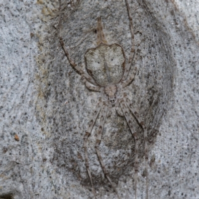 Tamopsis eucalypti (A two-tailed spider) at Holt, ACT - 22 Aug 2024 by AlisonMilton