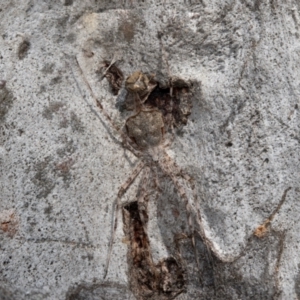 Tamopsis eucalypti at Holt, ACT - 22 Aug 2024