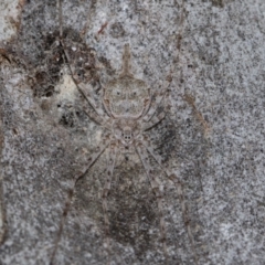 Tamopsis sp. (genus) (Two-tailed spider) at Holt, ACT - 22 Aug 2024 by AlisonMilton