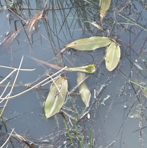 Potamogeton sulcatus at Murrumbateman, NSW - 27 Aug 2024