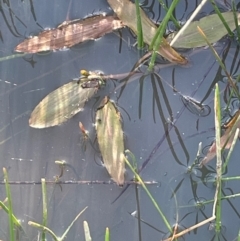 Potamogeton sulcatus at Murrumbateman, NSW - 27 Aug 2024