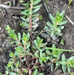 Lythrum hyssopifolia (Small Loosestrife) at Murrumbateman, NSW - 27 Aug 2024 by JaneR