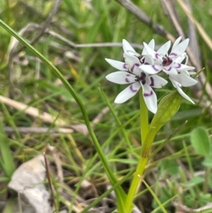 Wurmbea dioica subsp. dioica at Boambolo, NSW - 27 Aug 2024 01:27 PM