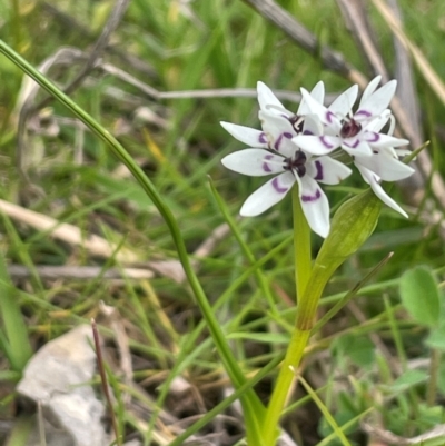 Wurmbea dioica subsp. dioica (Early Nancy) at Boambolo, NSW - 27 Aug 2024 by JaneR