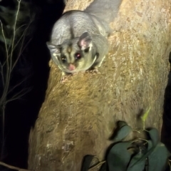 Petaurus breviceps (Sugar Glider) at Bannaby, NSW - 27 Aug 2024 by Lissanthe