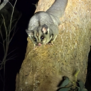 Petaurus breviceps at Bannaby, NSW - 27 Aug 2024