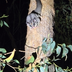 Petaurus breviceps at Bannaby, NSW - 27 Aug 2024