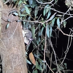 Petaurus breviceps at Bannaby, NSW - 27 Aug 2024