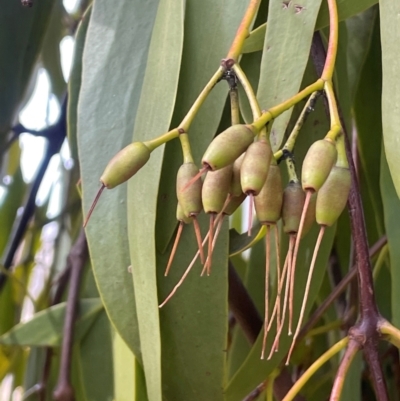 Amyema miquelii (Box Mistletoe) at Boambolo, NSW - 27 Aug 2024 by JaneR