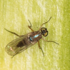 Sympycnus (Sympycnus) anomalipennis (Long-legged Fly) at Melba, ACT - 27 Aug 2024 by kasiaaus