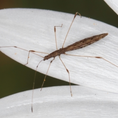 Chinoneides tasmaniensis (Stilt bug) at Melba, ACT - 27 Aug 2024 by kasiaaus