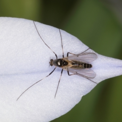 Chironomidae (family) (Non-biting Midge) at Melba, ACT - 27 Aug 2024 by kasiaaus