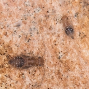 Psocodea 'Psocoptera' sp. (order) at Flynn, ACT - 27 Aug 2024