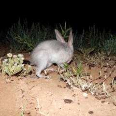 Macrotis lagotis (Bilby, Ngalku, Nyarlku, Walpajirri, Ninu) at Diamantina Lakes, QLD by MichaelBedingfield