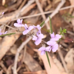 Hovea heterophylla (Common Hovea) at Bango, NSW - 23 Aug 2024 by ConBoekel