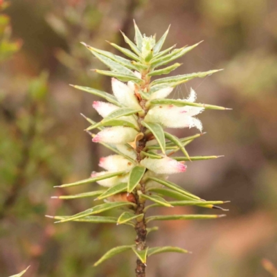 Melichrus urceolatus (Urn Heath) at Bango, NSW - 23 Aug 2024 by ConBoekel