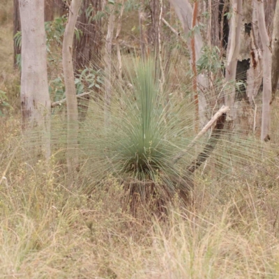 Xanthorrhoea glauca subsp. angustifolia (Grey Grass-tree) at Bango, NSW - 23 Aug 2024 by ConBoekel