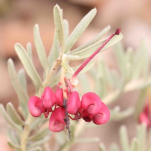 Grevillea lanigera at Bango, NSW - 23 Aug 2024