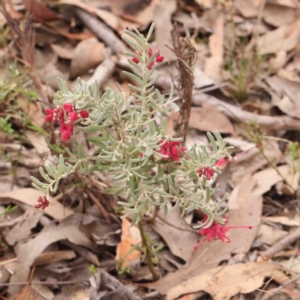 Grevillea lanigera at Bango, NSW - 23 Aug 2024