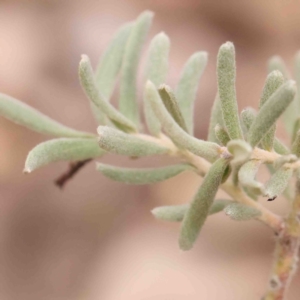 Grevillea lanigera at Bango, NSW - 23 Aug 2024