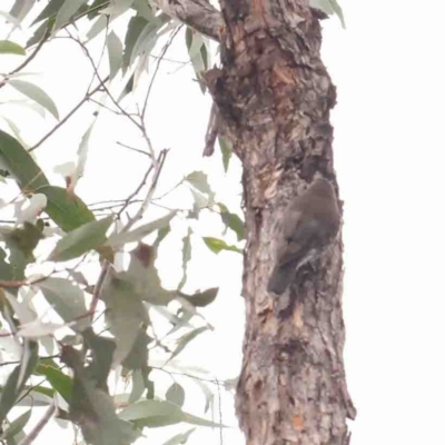 Cormobates leucophaea (White-throated Treecreeper) at Bango, NSW - 23 Aug 2024 by ConBoekel