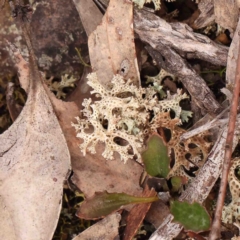 Cladia corallaizon at Bango, NSW - 23 Aug 2024 by ConBoekel