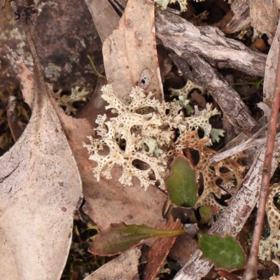 Cladia corallaizon at Bango, NSW - 23 Aug 2024 by ConBoekel