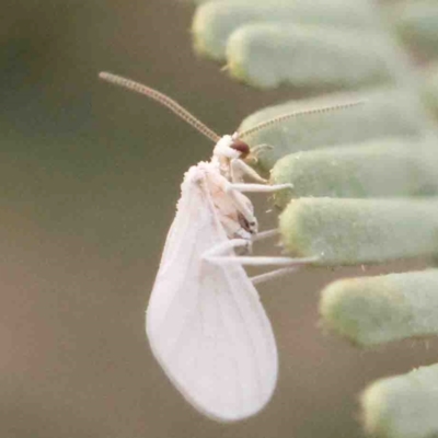 Coniopteryx (Xeroconiopteryx) maculithorax (A dusty lacewing) at Bango, NSW - 23 Aug 2024 by ConBoekel