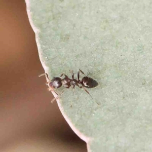 Myrmecorhynchus emeryi at Bango, NSW - 23 Aug 2024