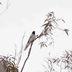 Coracina novaehollandiae (Black-faced Cuckooshrike) at Bango, NSW - 23 Aug 2024 by ConBoekel