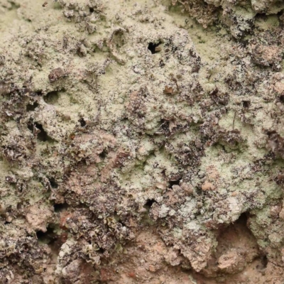 Unidentified Lichen at Jerrawa, NSW - 23 Aug 2024 by ConBoekel