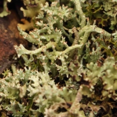 Cladia aggregata (A lichen) at Bango, NSW - 23 Aug 2024 by ConBoekel