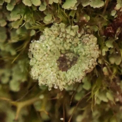 Unverified Moss, Liverwort or Hornwort - 1 Jan 1900 by ConBoekel