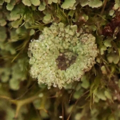 Unidentified Moss, Liverwort or Hornwort at Jerrawa, NSW - 23 Aug 2024 by ConBoekel