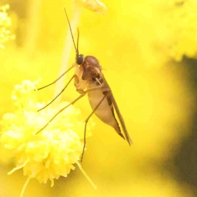 Sciaroidea sp. (Superfamily) (A fungus gnat or gall midge) at Jerrawa, NSW - 23 Aug 2024 by ConBoekel