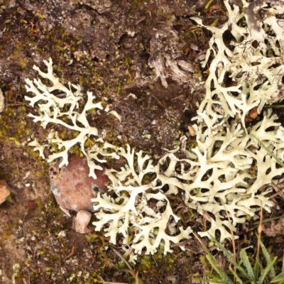 Unverified Lichen at Jerrawa, NSW - 23 Aug 2024 by ConBoekel