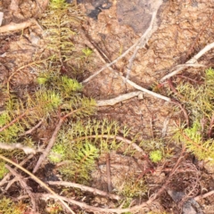 Myriophyllum crispatum (Water Millfoil) at Jerrawa, NSW - 23 Aug 2024 by ConBoekel