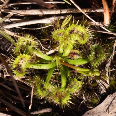 Drosera sp. (A Sundew) at Jerrawa, NSW - 23 Aug 2024 by ConBoekel