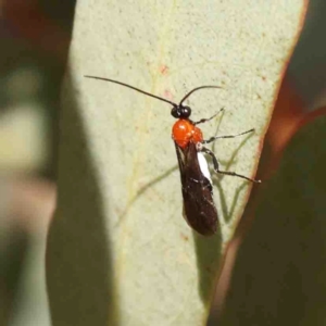 Braconidae (family) at Jerrawa, NSW - 23 Aug 2024