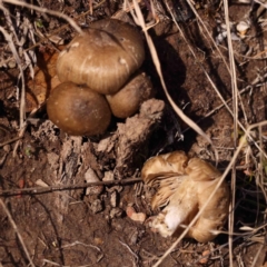 Unidentified Cap on a stem; gills below cap [mushrooms or mushroom-like] at Jerrawa, NSW - 23 Aug 2024 by ConBoekel